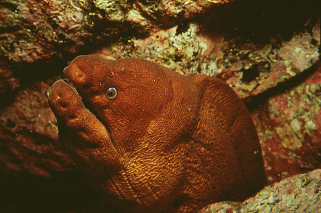 Gymnothorax unicolor